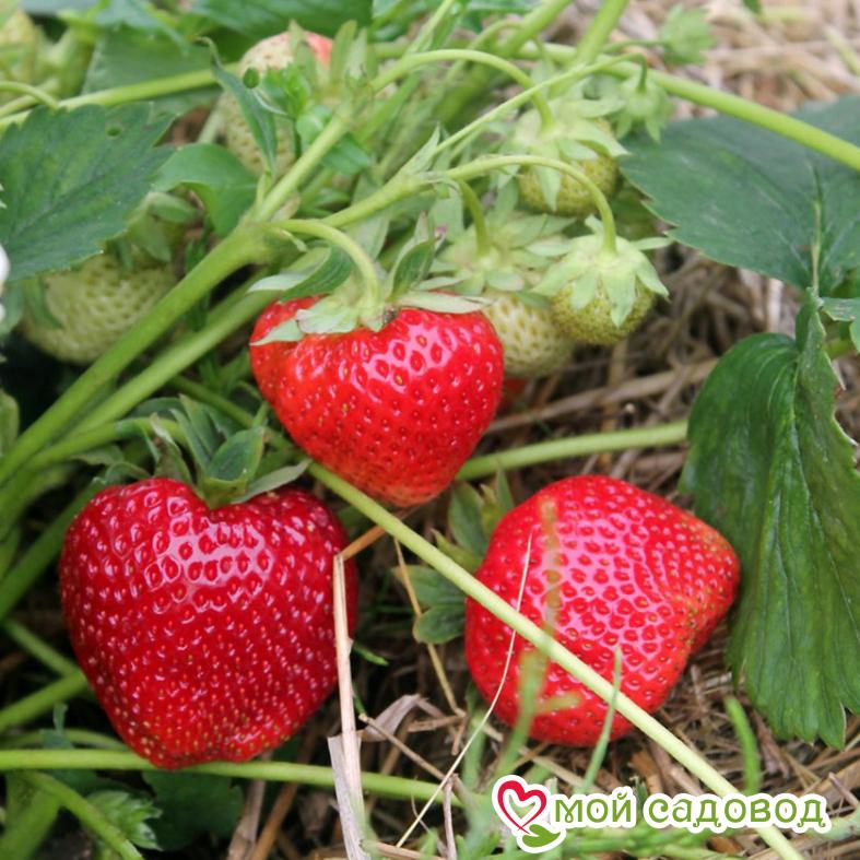 Клубника Гигантелла (крупноплодная)